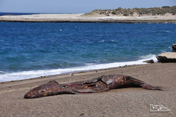 A carcaça de um filhote de baleia franca em praia do litoral sul da Península Valdés, na Argentina, próximo a Puerto Piramides